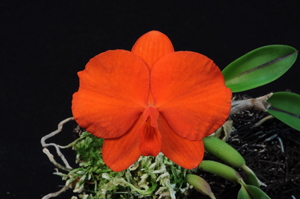 C. coccinea Madam Chu